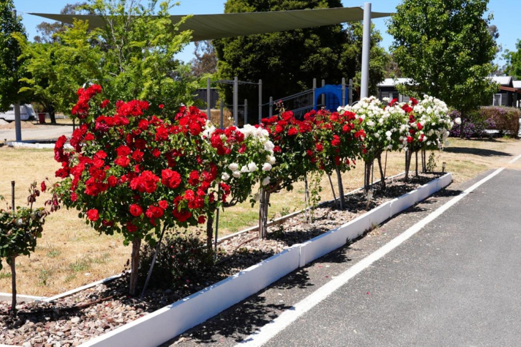 موتيل Stawell Grampians Gate C & C Park المظهر الخارجي الصورة